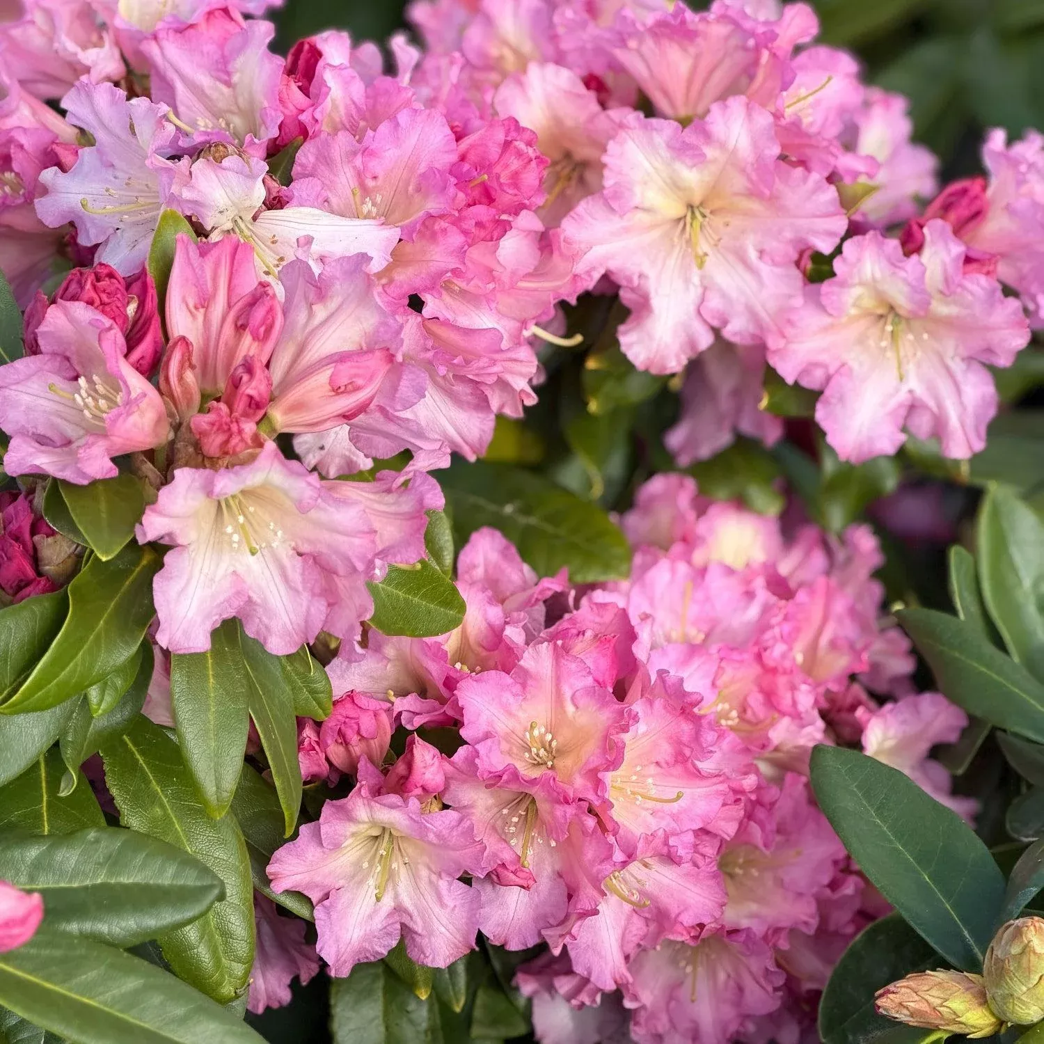 Hoopla Rhododendron