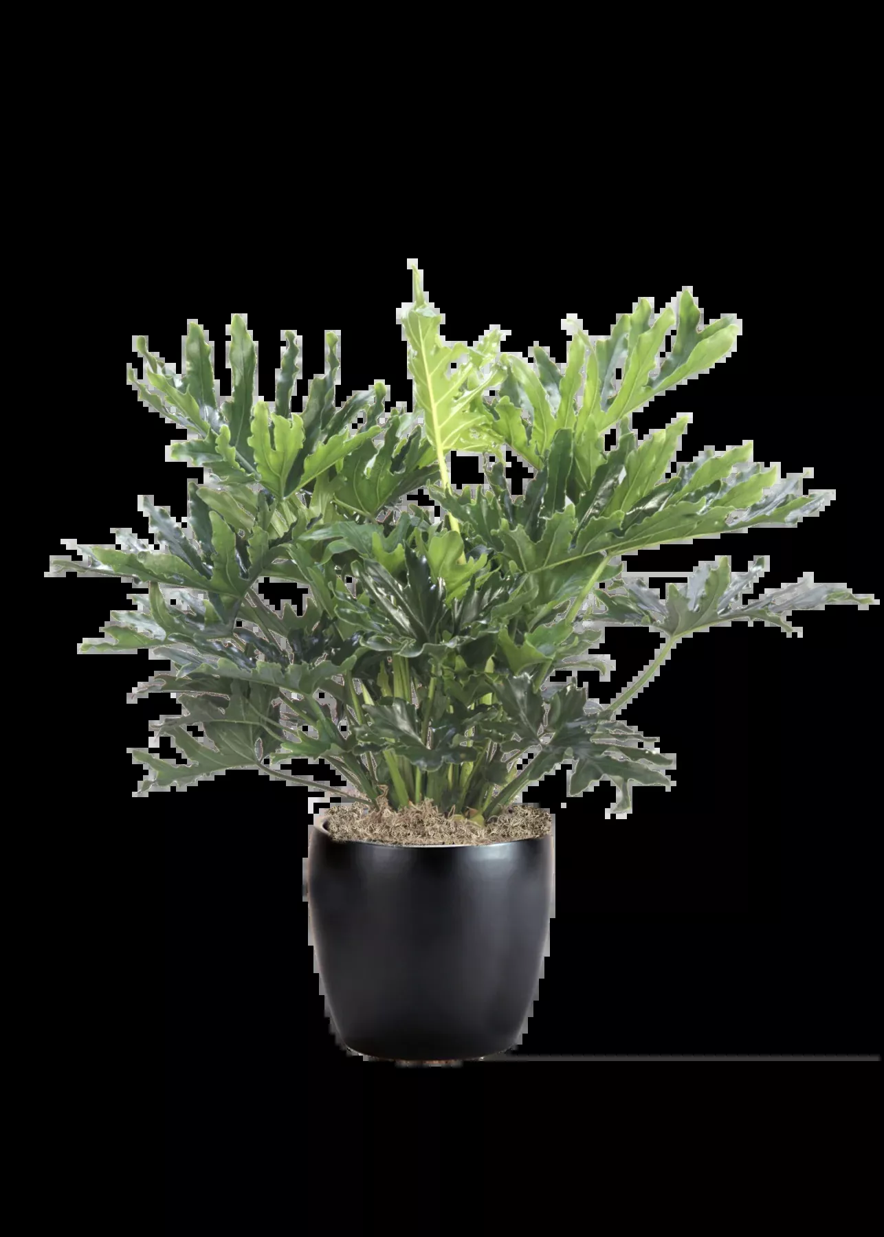 Hope Philodendron