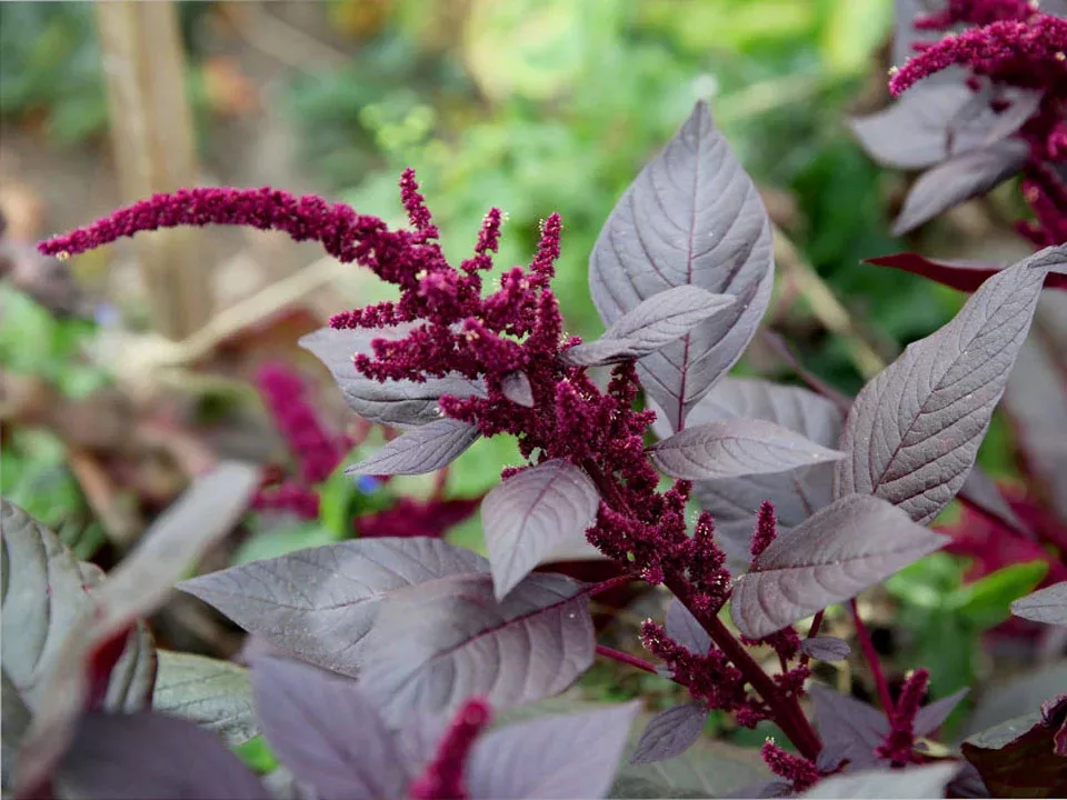 Hopi Red Dye Organic Amaranth Seeds