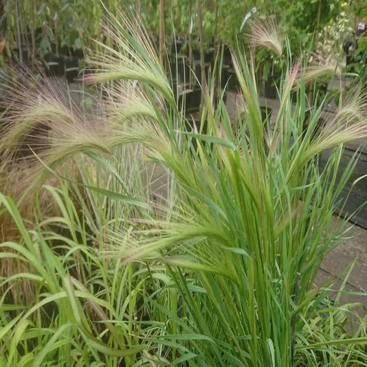 Hordeum jubatumFoxtail Barley Grass