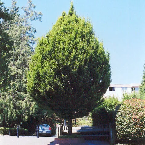 Hornbeam Tree, Columnar, 15 Gallon