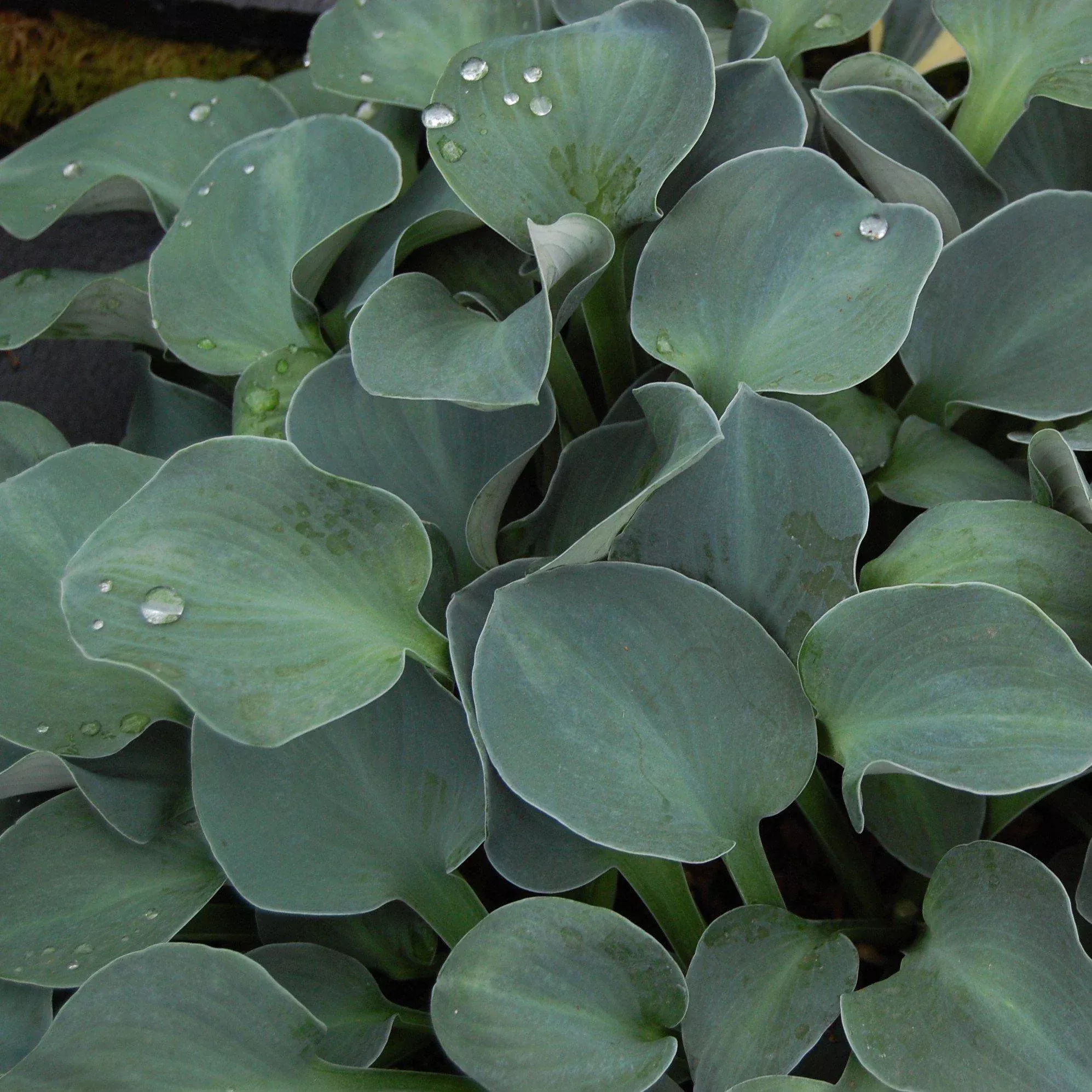 Hosta 'Blue Mouse Ears'- Blue Mouse Ears Hosta