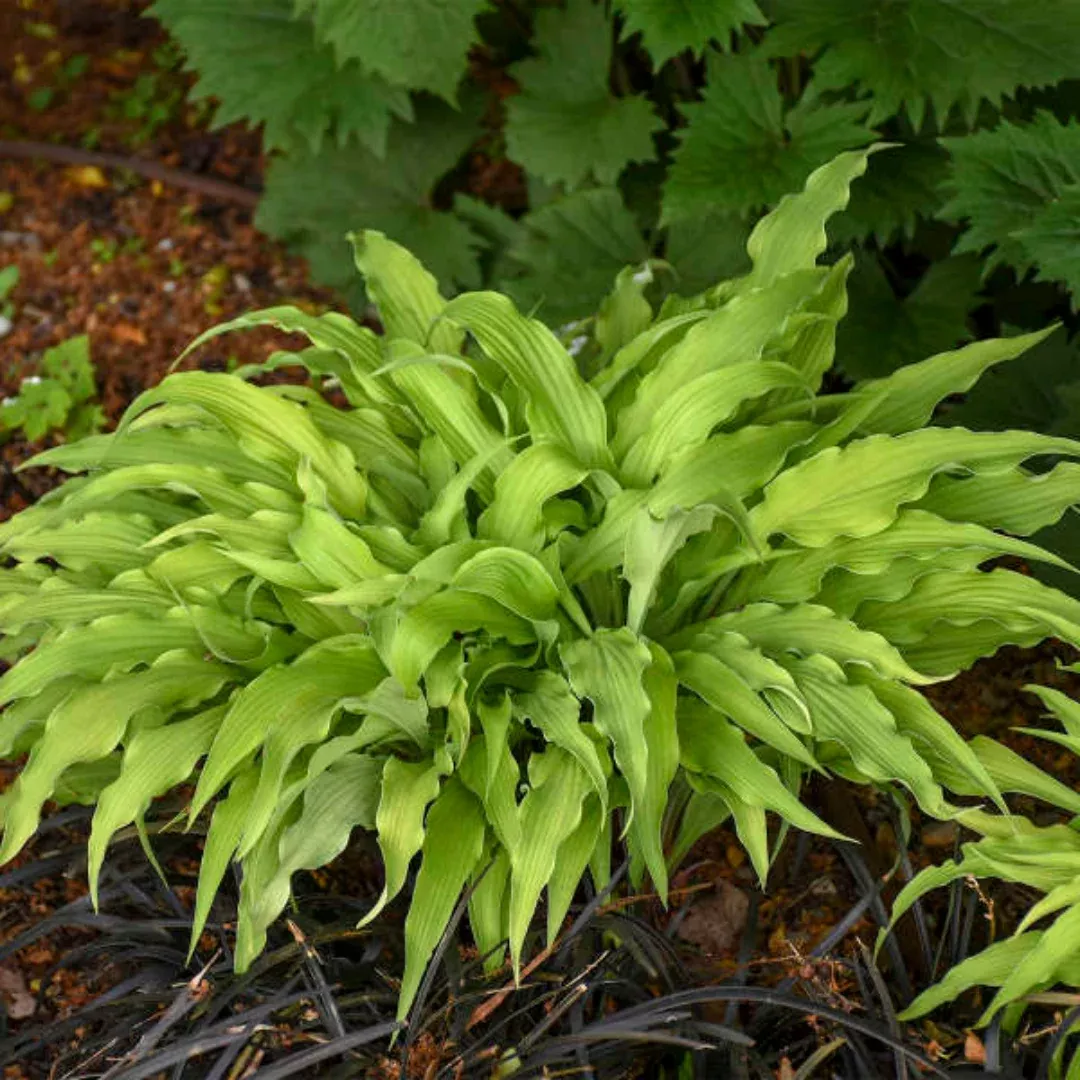 Hosta 'Curly Fries' – Crinkled Mini Hosta - [EG]