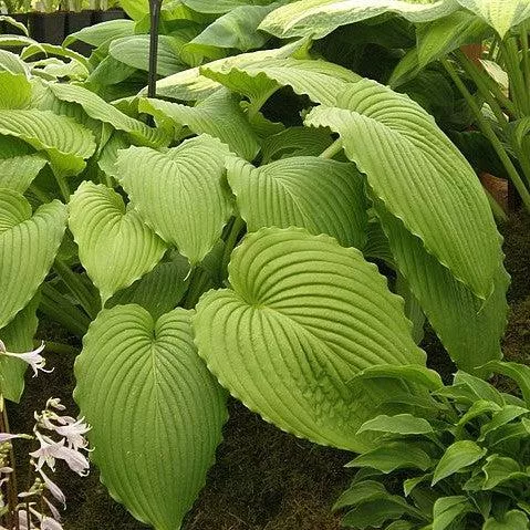 Hosta 'Dancing Queen'- Dancing Queen Hosta