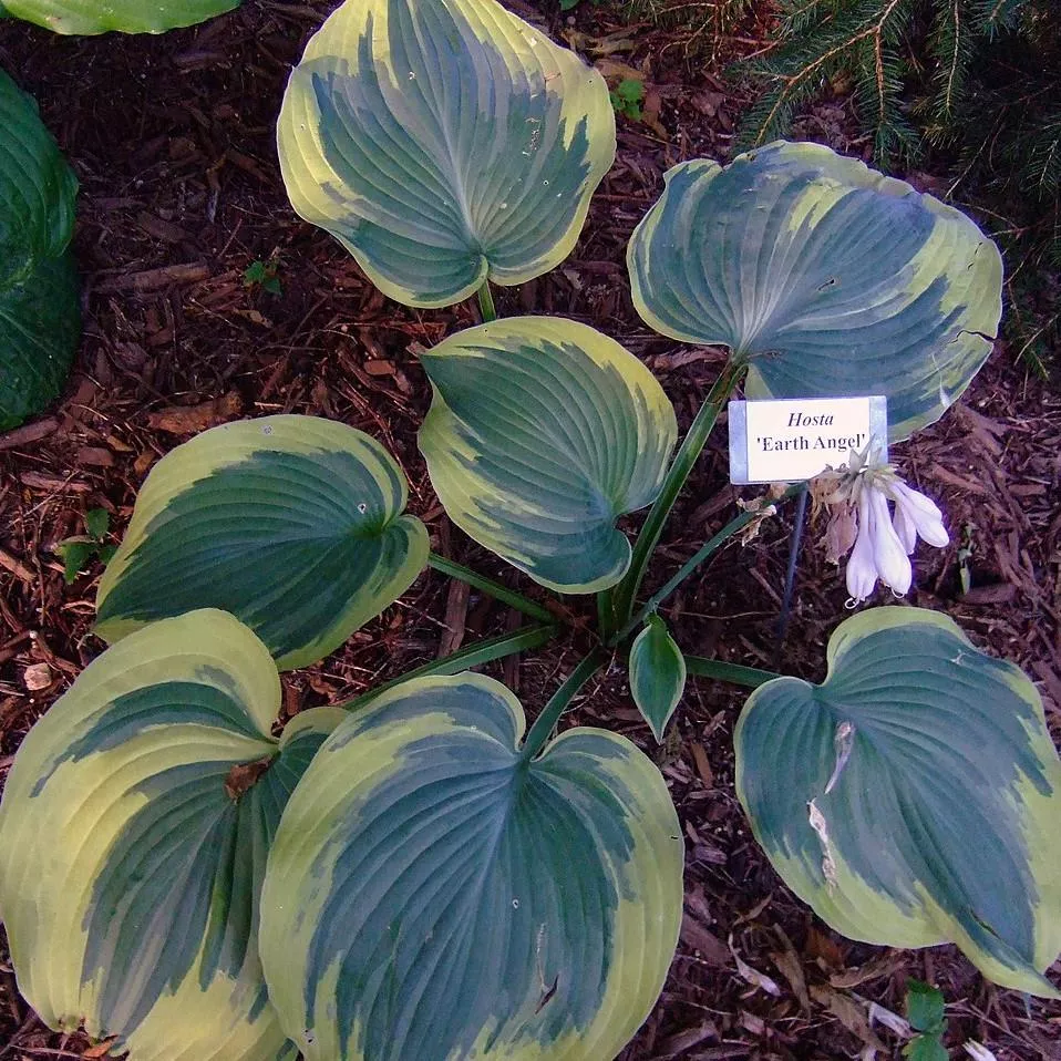 Hosta 'Earth Angel'- Earth Angel Hosta