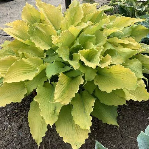 Hosta 'Echo the Sun' PP35,943- PW Shadowland Echo the Sun Hosta