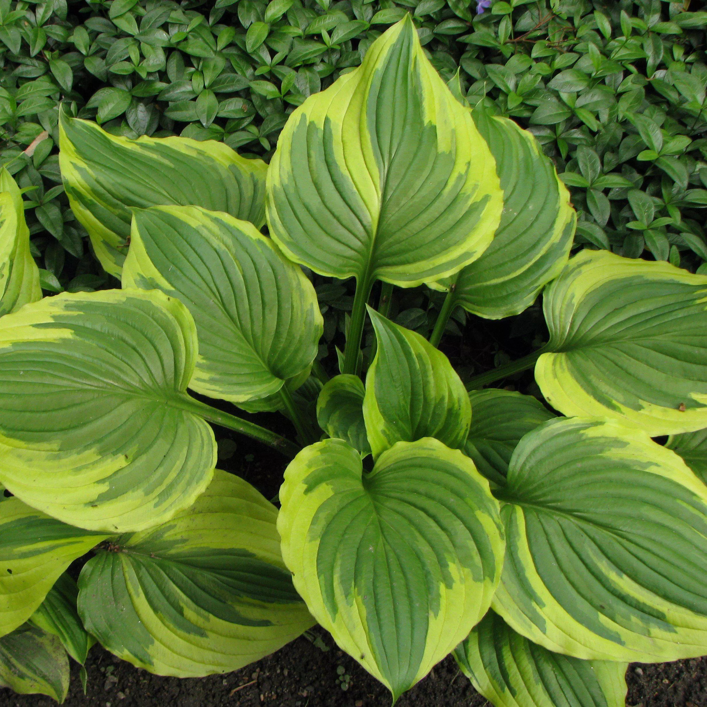 Hosta f. 'Aureomarginata'- Aureomarginata Hosta