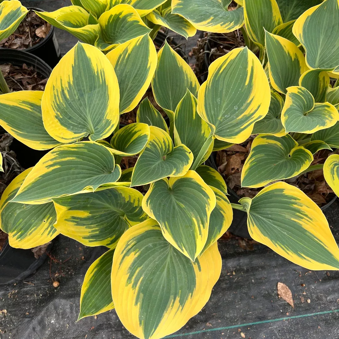 Hosta 'First Frost'