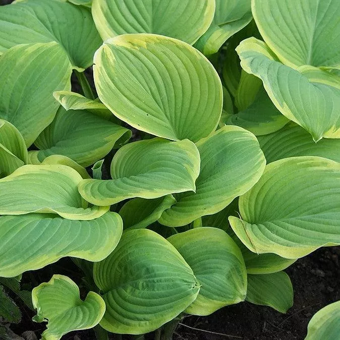 Hosta 'Fragrant Bouquet'- Fragrant Bouquet Hosta