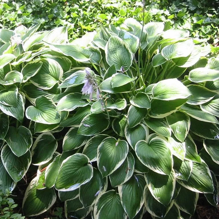 Hosta 'Francee'- Francee Hosta