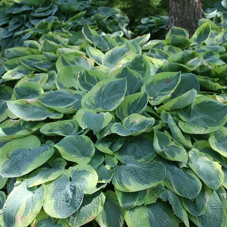Hosta 'Frances Williams'- Frances Williams Hosta