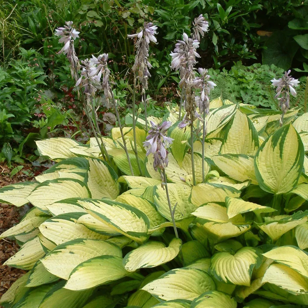 Hosta 'Gold Standard'