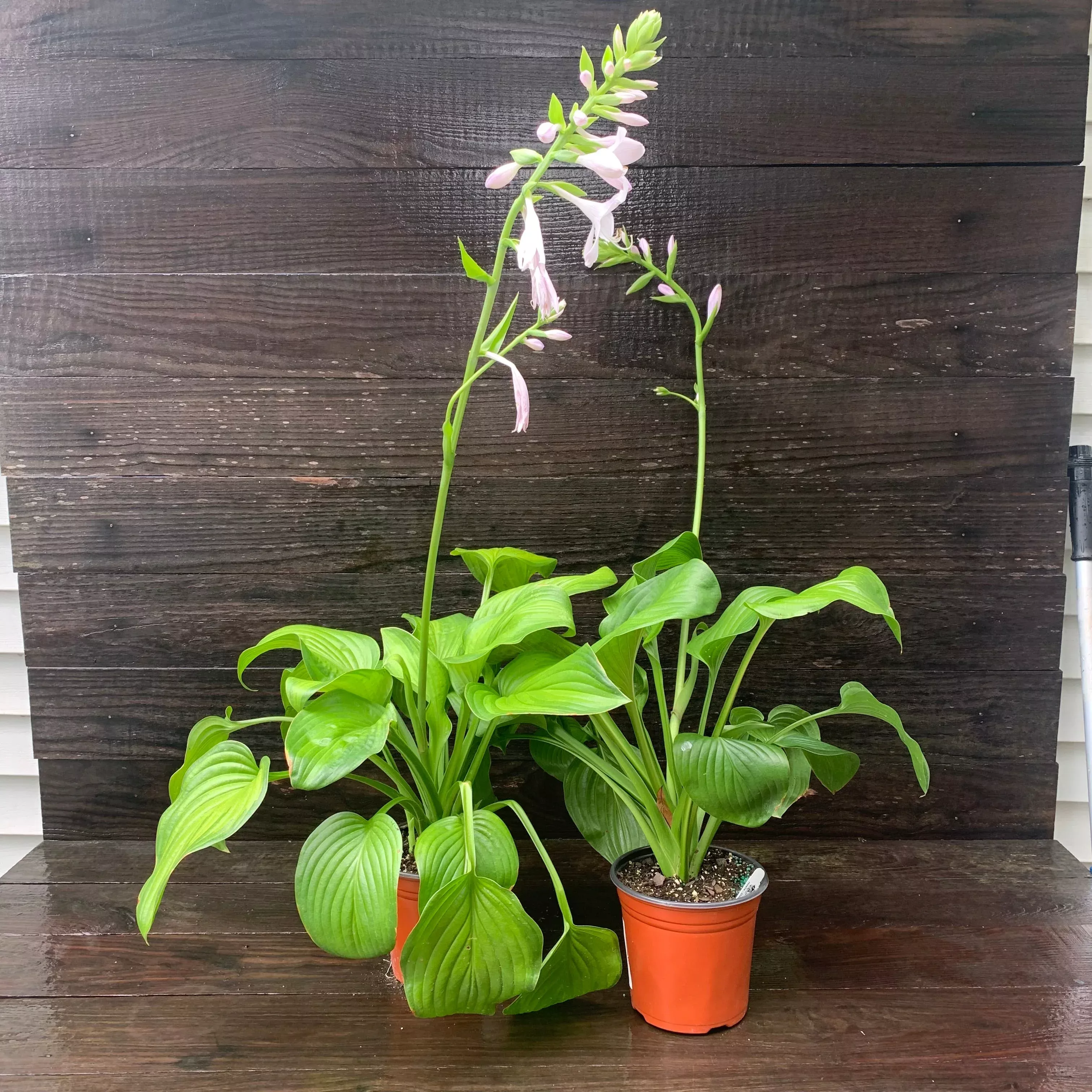 Hosta 'Guacamole'- Guacamole Hosta