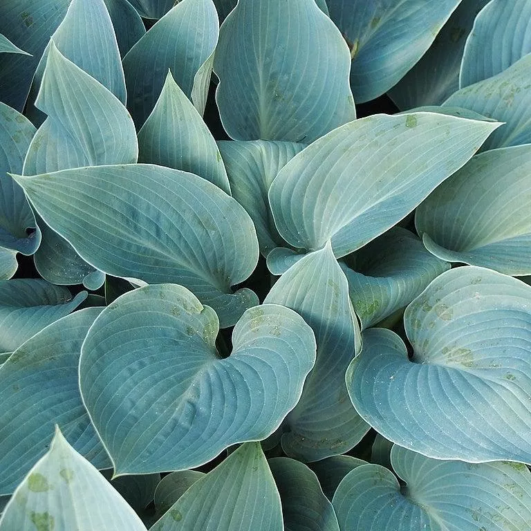Hosta 'Halcyon'- Halcyon Hosta