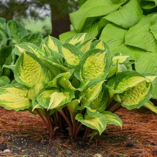 Hosta 'Island Breeze'- Island Breeze Hosta