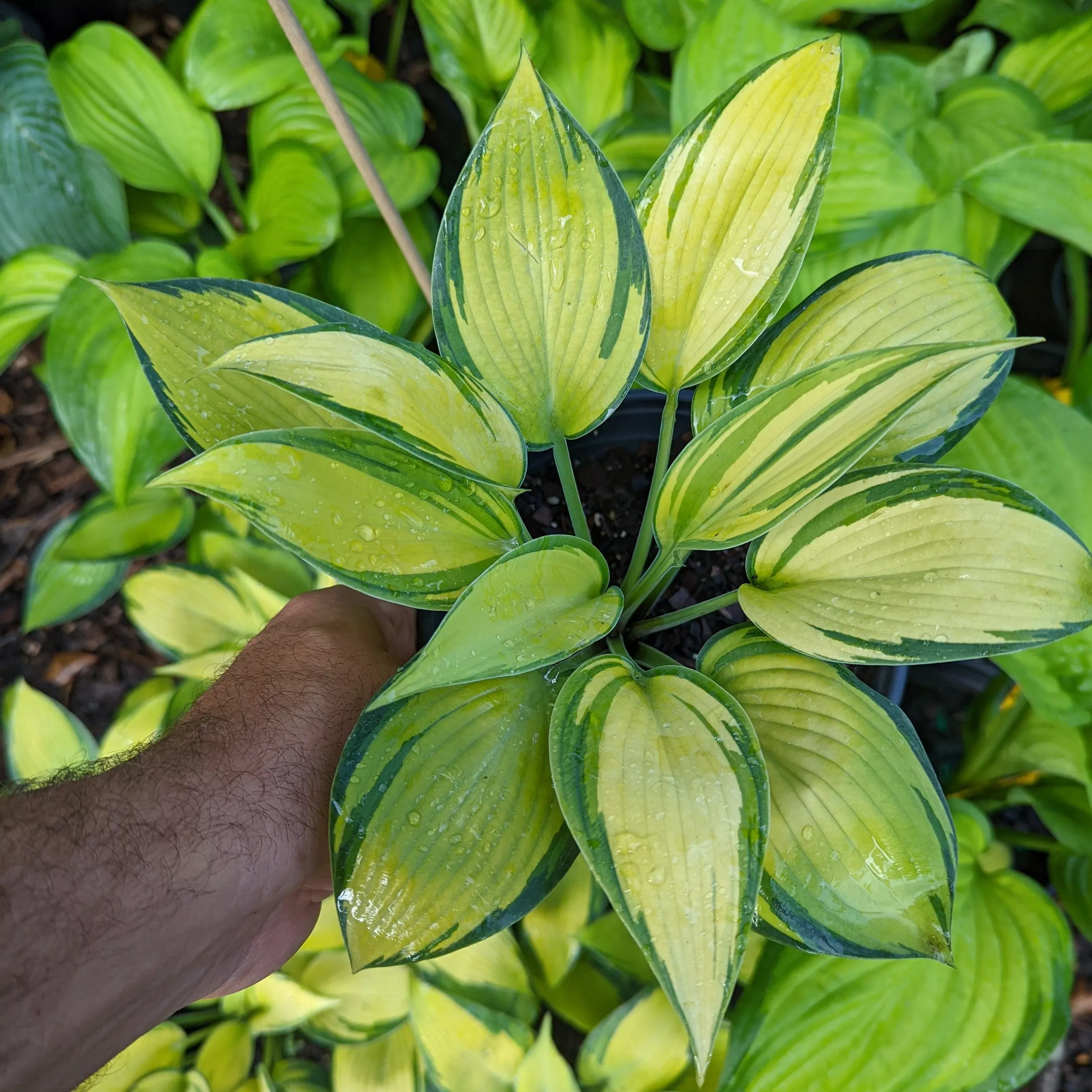Hosta 'June'- June Hosta