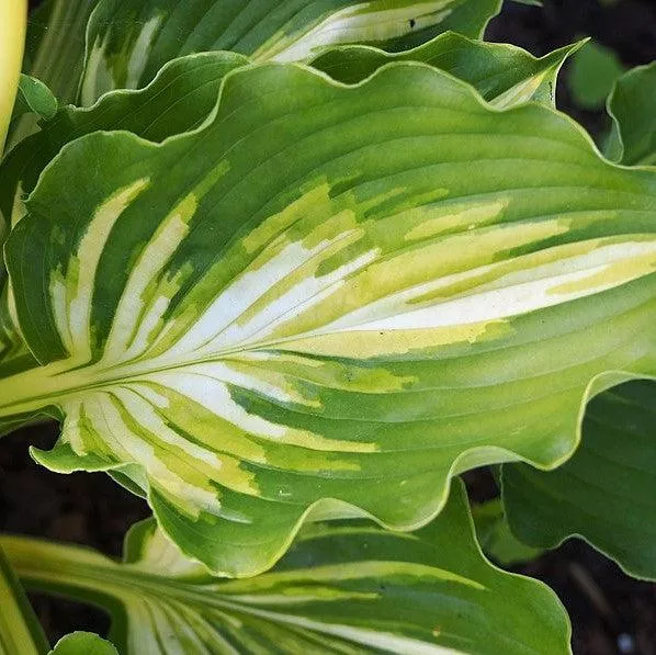 Hosta 'Lakeside Paisley Print'- Lakeside Paisley Print Hosta