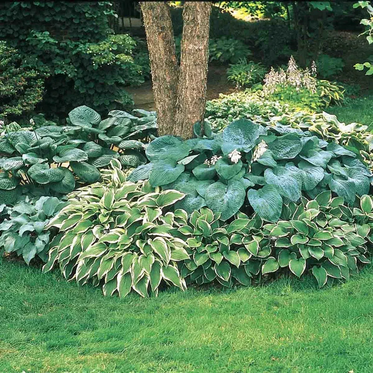 Hosta Mixture Super Sak
