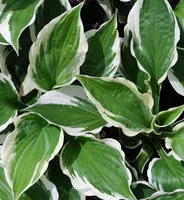 Hosta 'Patriot' 5 Gallon