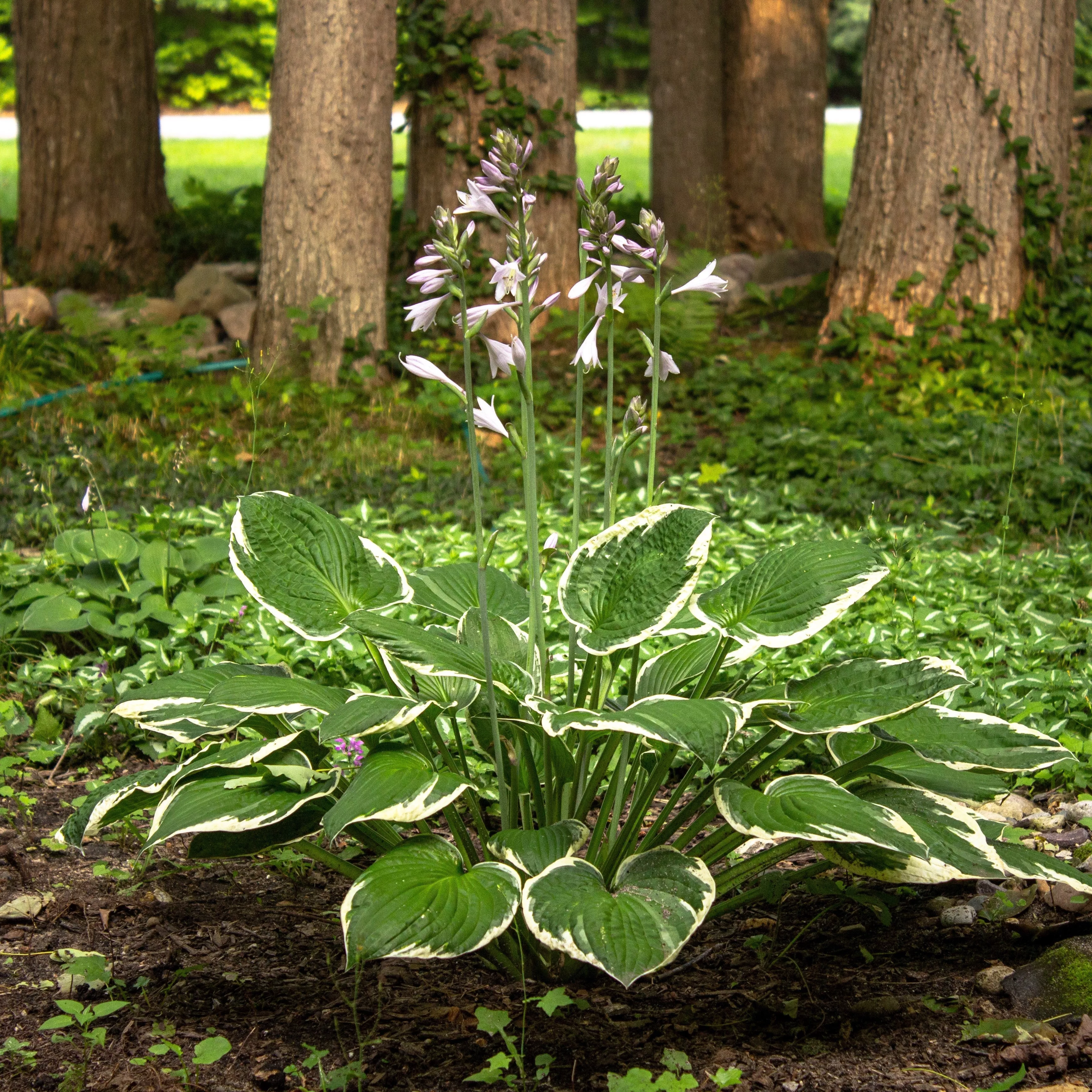 Hosta 'Patriot'- Patriot Hosta