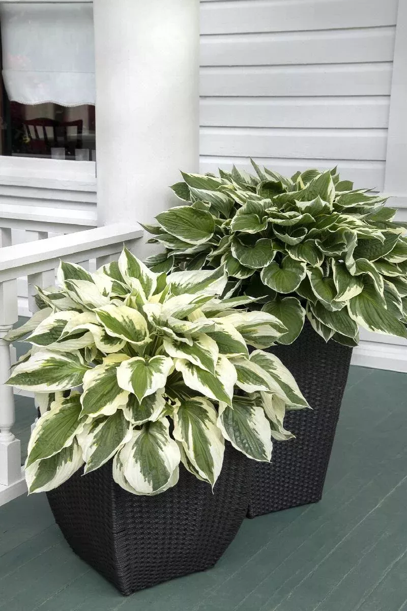 Hosta 'Patriot'
