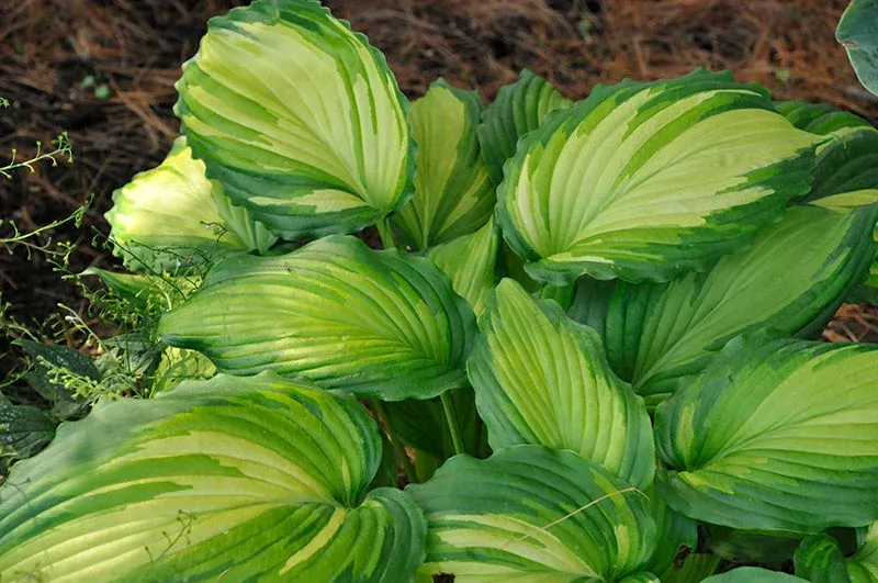 Hosta Plantain Lily Angel Falls - 8" Potted Perennial