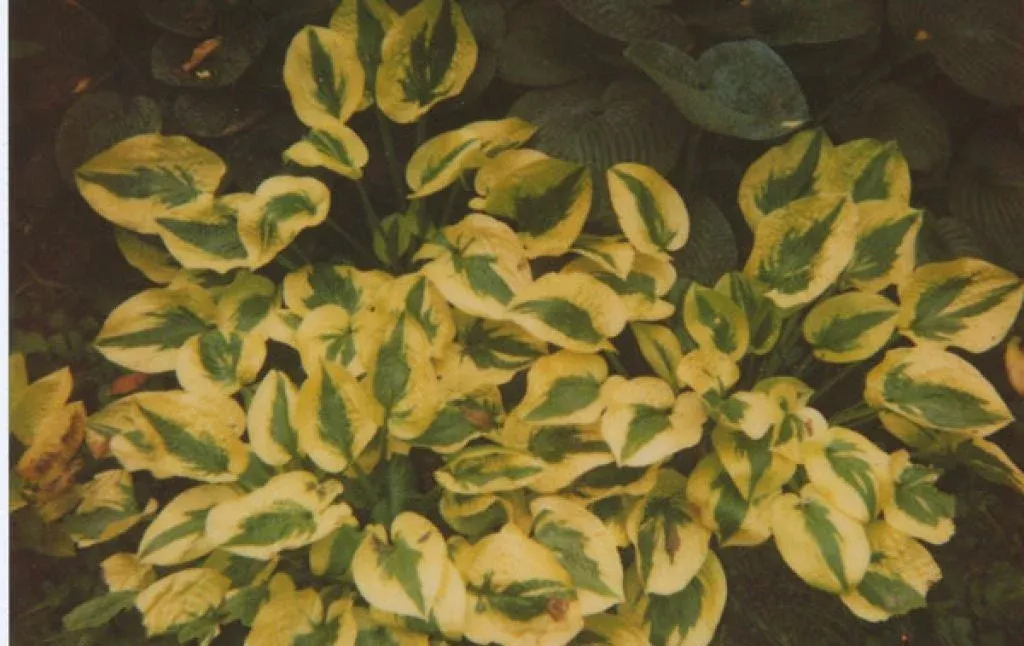 Hosta Plantain Lily Glad Rags - 8" Potted Perennial