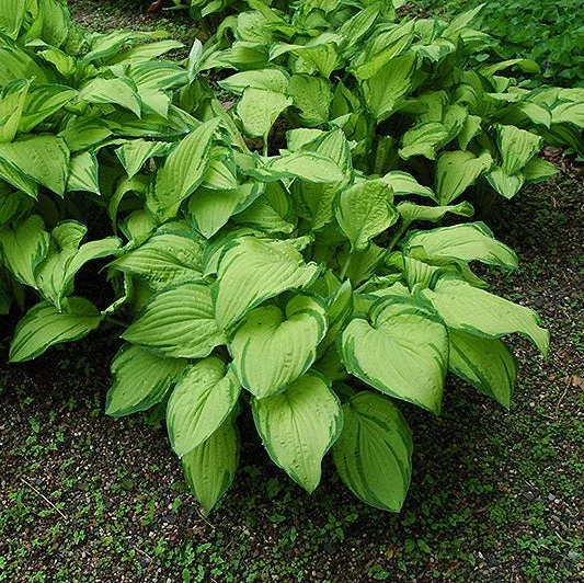 Hosta Plantain Lily Gold Standard - 8" Potted Perennial