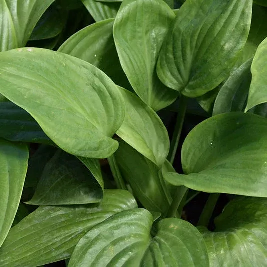 Hosta Plantain Lily Humpback Whale - 8" Potted Perennial