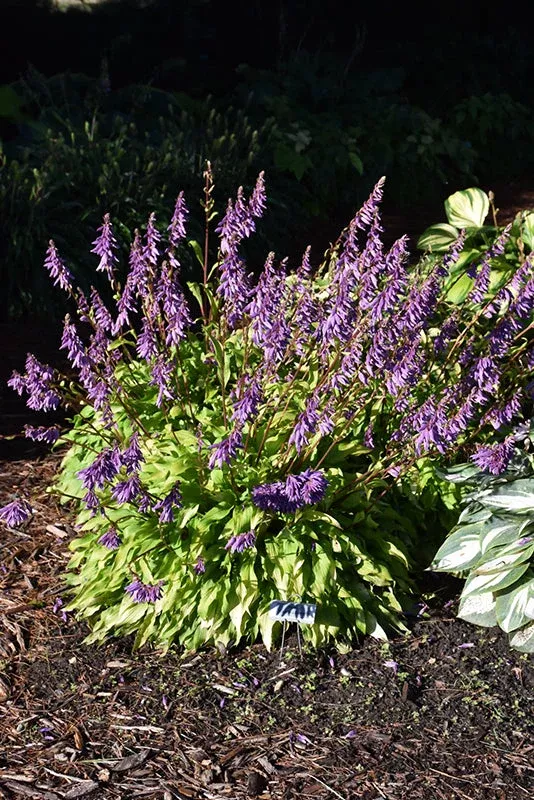 Hosta Plantain Lily Time In A Bottle - 8" Potted Perennial