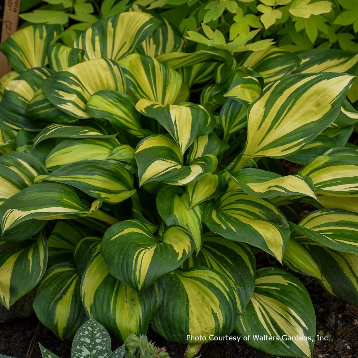 Hosta 'Rainbow's End'