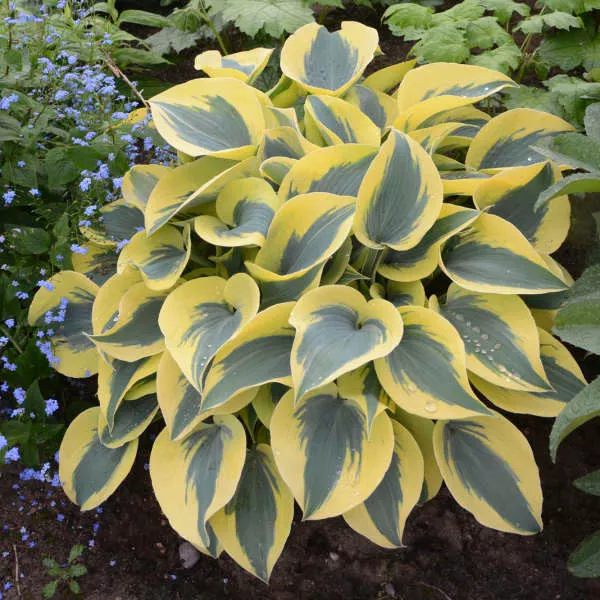 Hosta Shadowland 'Autumn Frost'