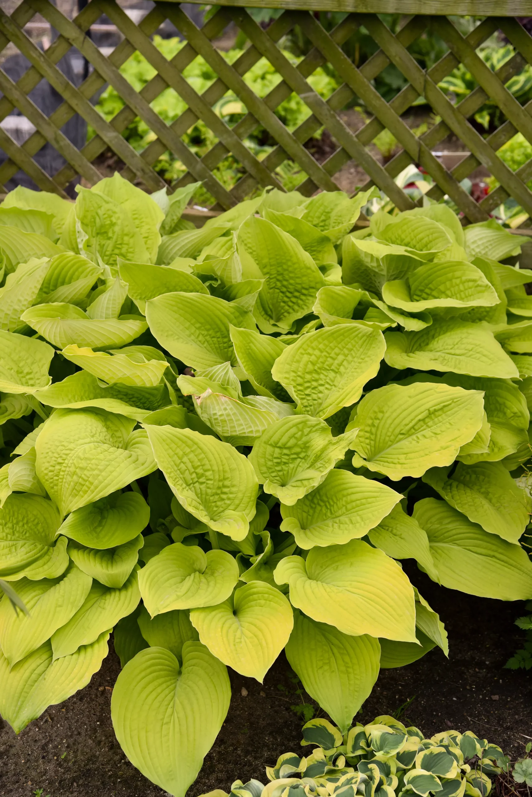 Hosta Shadowland 'Coast to Coast'