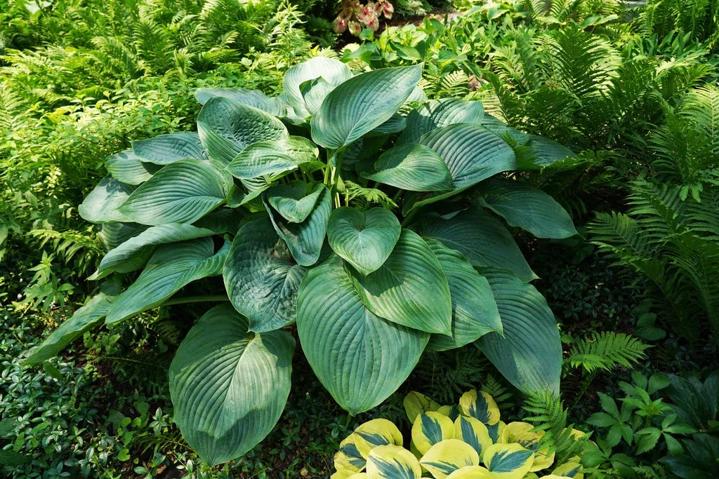 Hosta Shadowland 'Empress Wu'