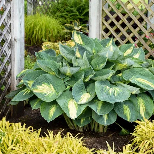 Hosta Shadowland 'Hudson Bay'