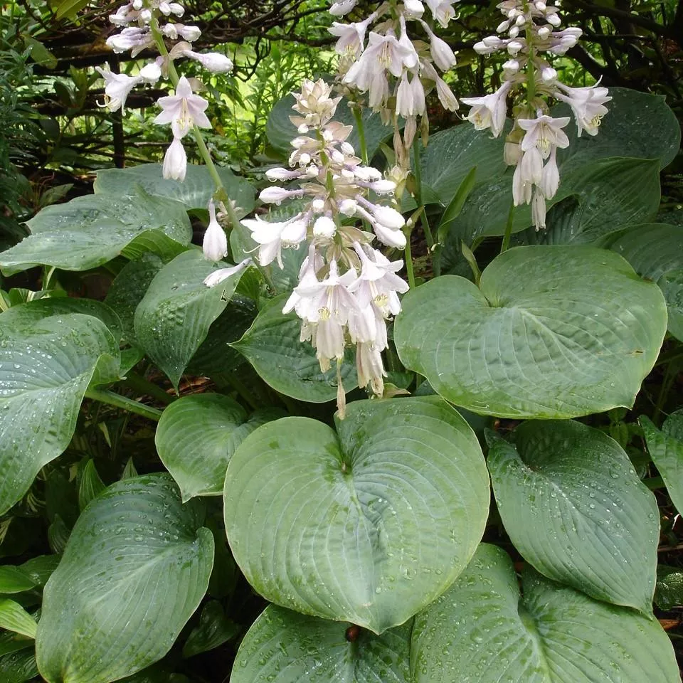 Hosta sieboldiana 'Elegans'- Elegans Hosta