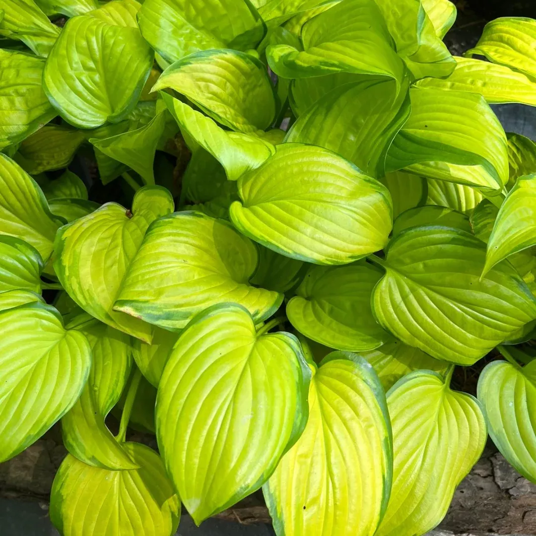 Hosta 'Stained Glass' - [EG]