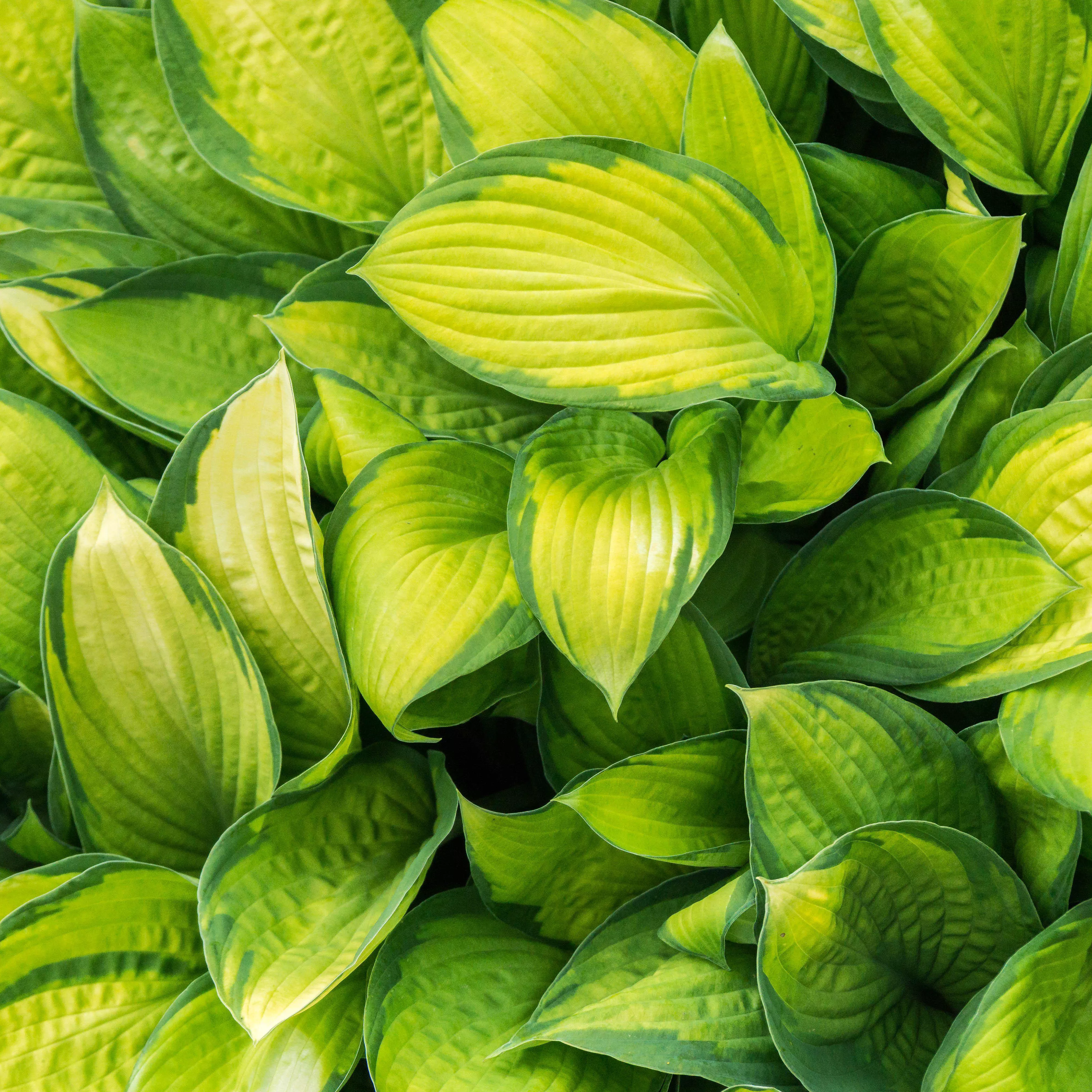 Hosta 'Stained Glass'- Stained Glass Hosta