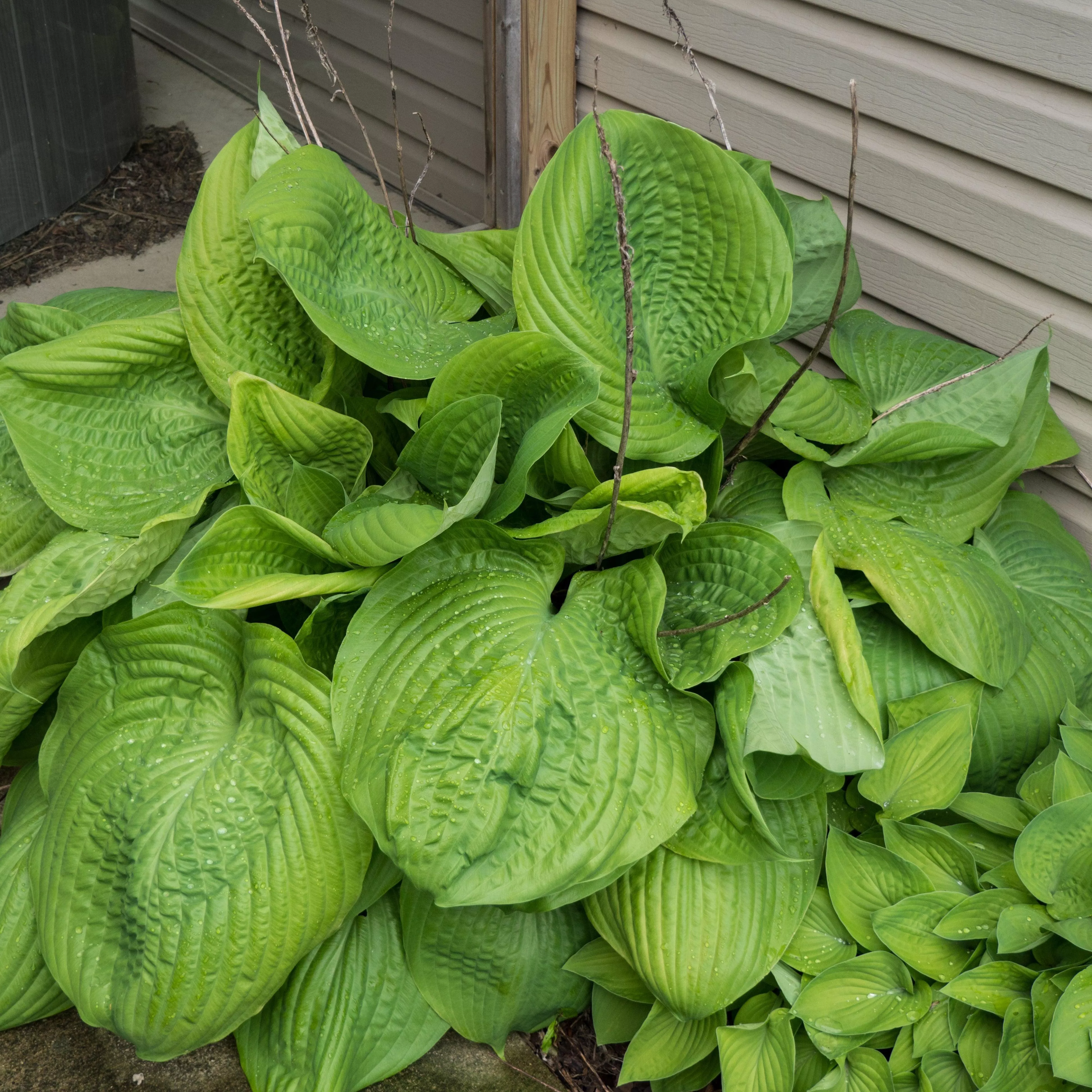 Hosta 'Sum and Substance'- Sum and Substance Hosta