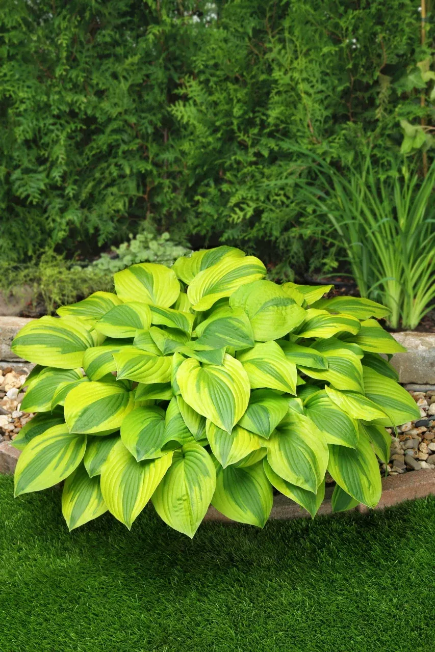 Hosta 'Velvet Moon'
