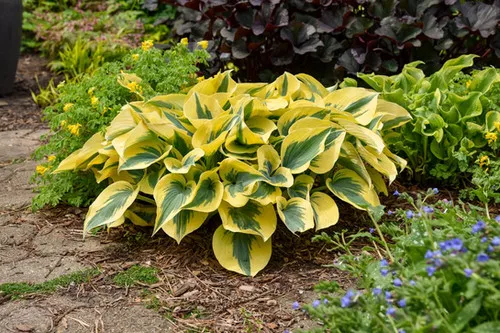 Hosta x 'Autumn frost' / Plantain Lily