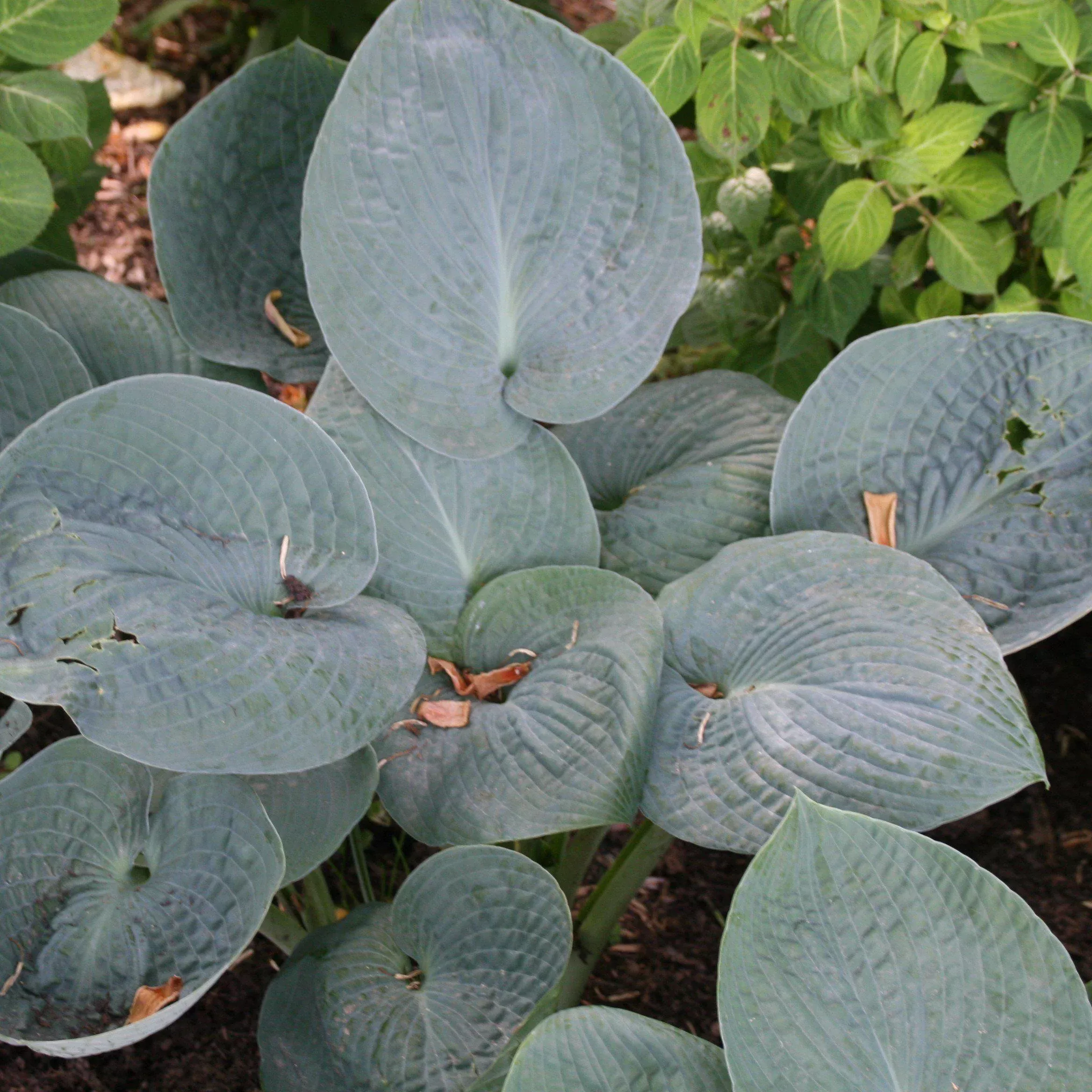 Hosta x 'Big Daddy'- Big Daddy Hosta