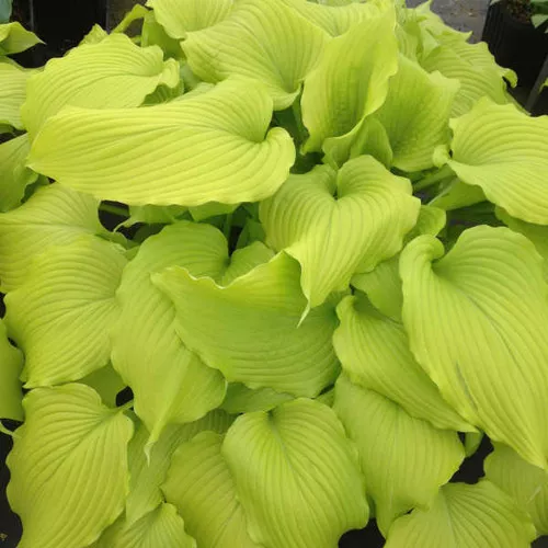 Hosta x 'Dancing Queen' / Plantain Lily