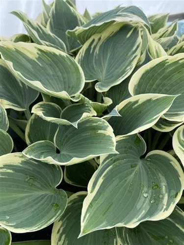 Hosta x 'El Nino' / Plantain Lily