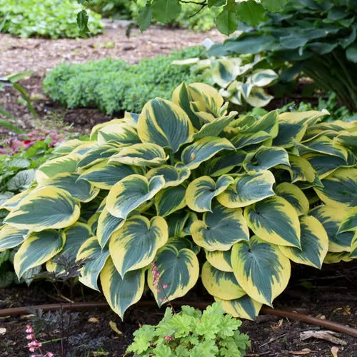 Hosta x 'First Frost' / Plantain Lily