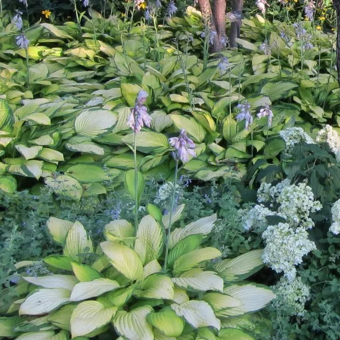 Hosta x 'Gold Standard'- Gold Standard Hosta