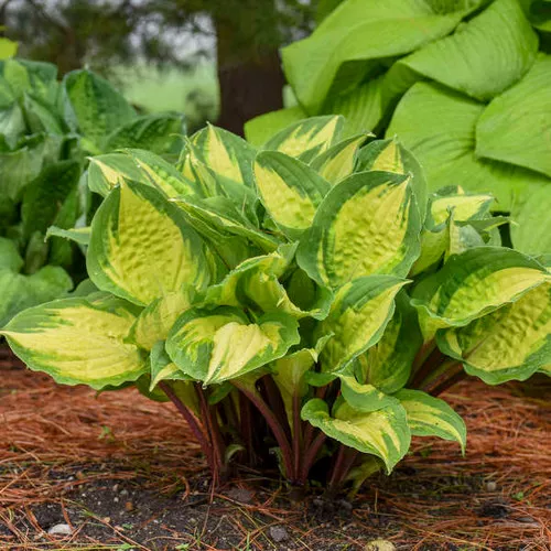Hosta x 'Island Breeze' / Plantain Lily