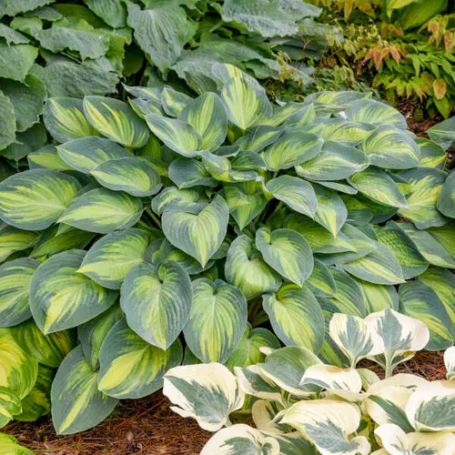 Hosta x 'June' / Plantain Lily