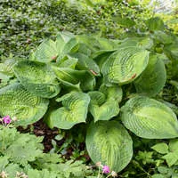 Hosta x 'Paradigm' / Plantain Lily