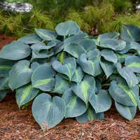 Hosta x 'Touch Of Class' / Plantain Lily